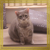 Meowlica - Photo 2