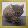 Meowlica - Photo 4