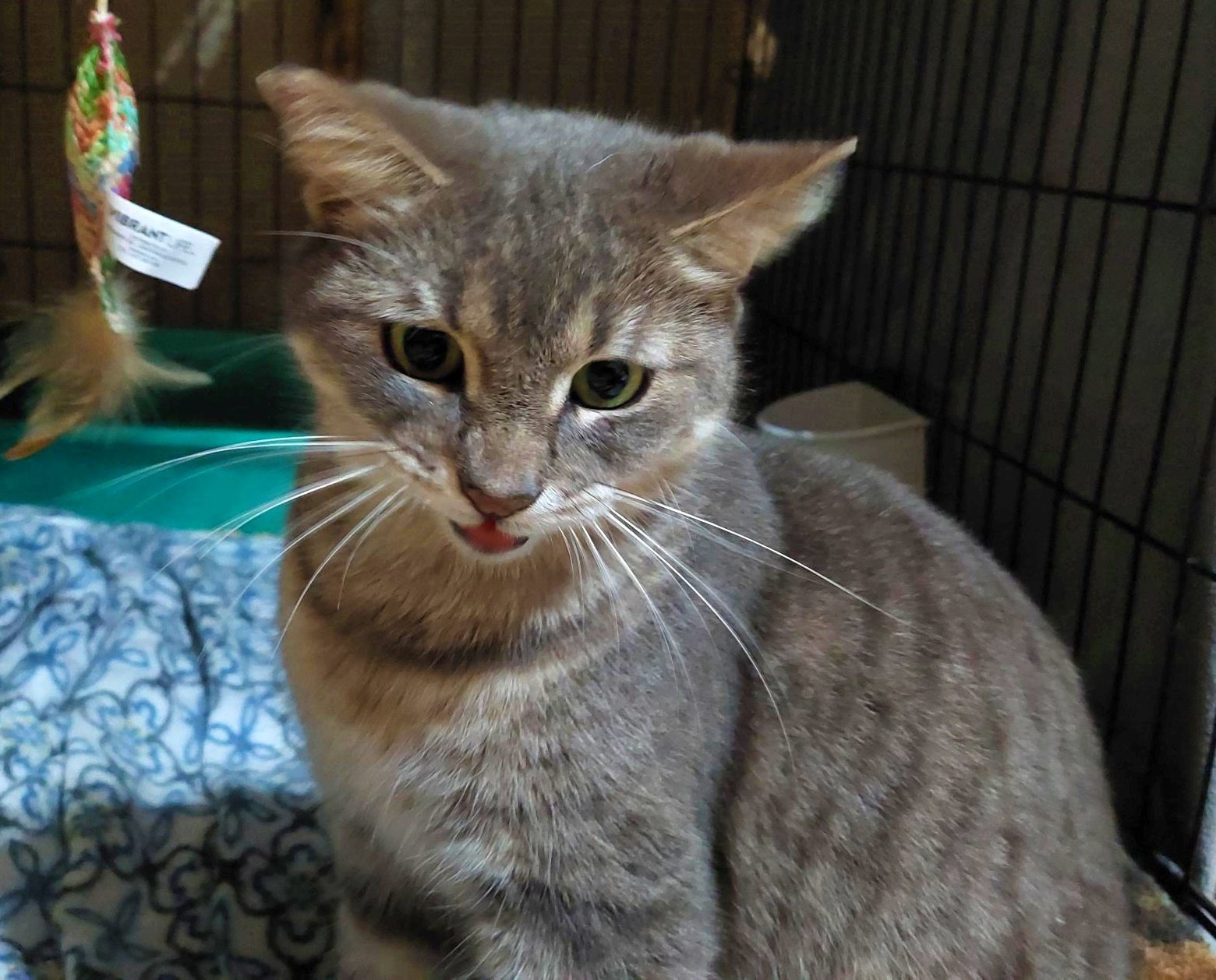 adoptable Cat in Orange City, FL named Meowlica