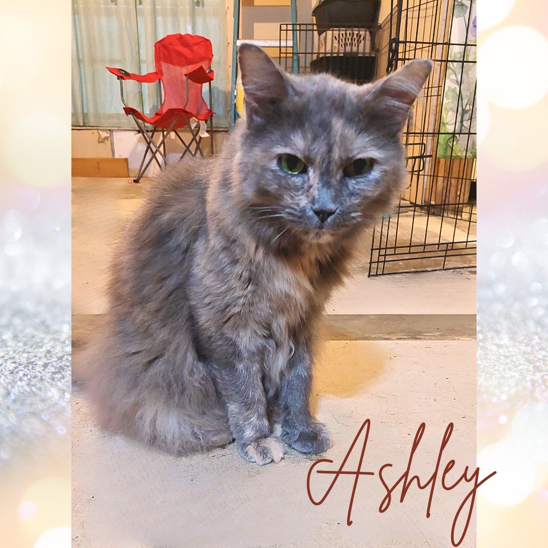 adoptable Cat in Orange City, FL named Ashley