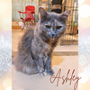 adoptable Cat in orange city, FL named Ashley