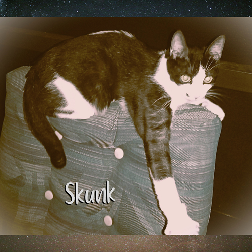 Skunk, an adoptable Domestic Short Hair in Orange City, FL