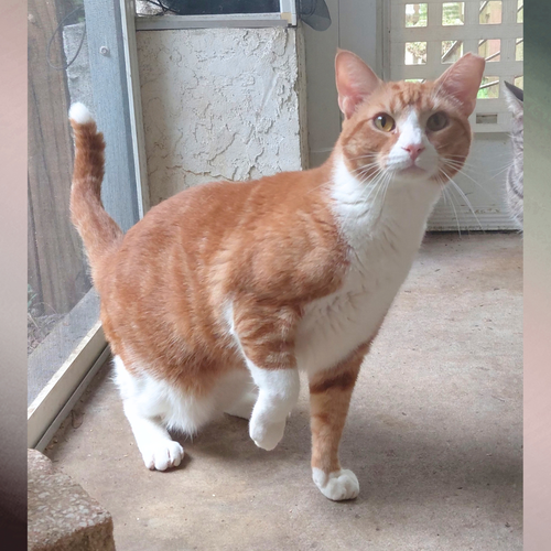 Mer Mer, a cat for adoption from Aristocats, Inc.
