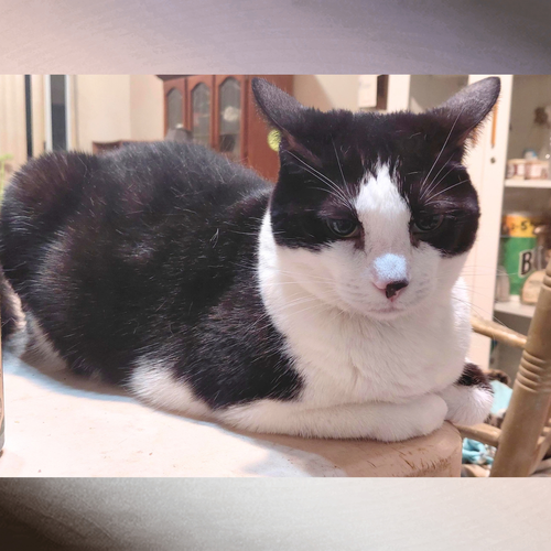 Moo Moo, a cat for adoption from Aristocats, Inc.