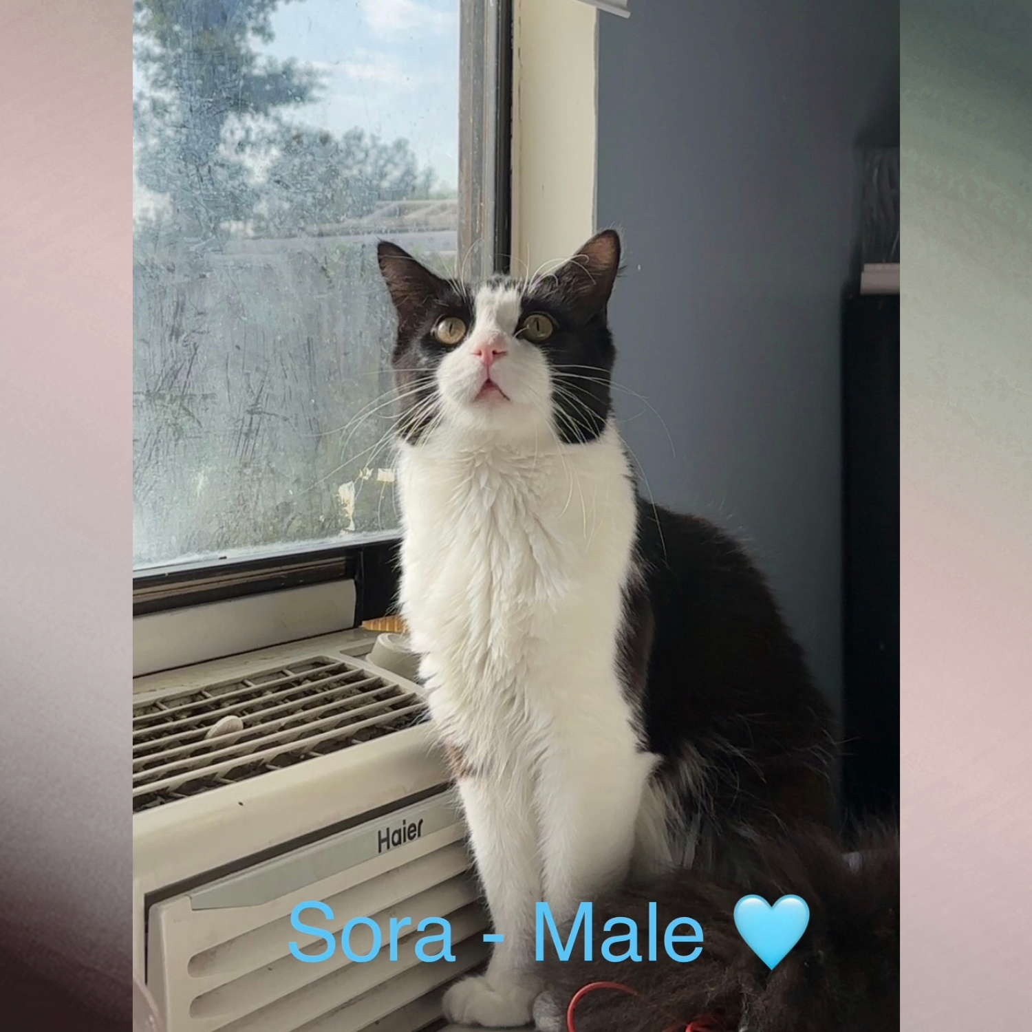 Sora, Domestic Long Hair