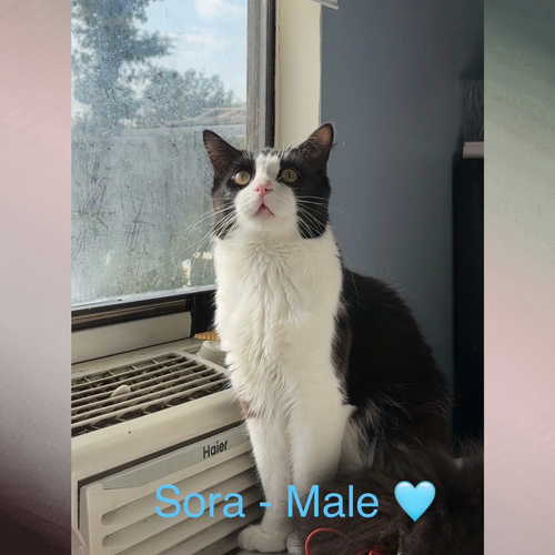 Sora, a cat for adoption from Aristocats, Inc.