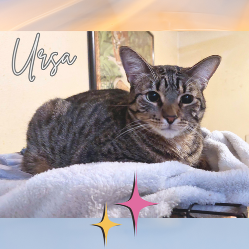 picture of the cat needing adoption