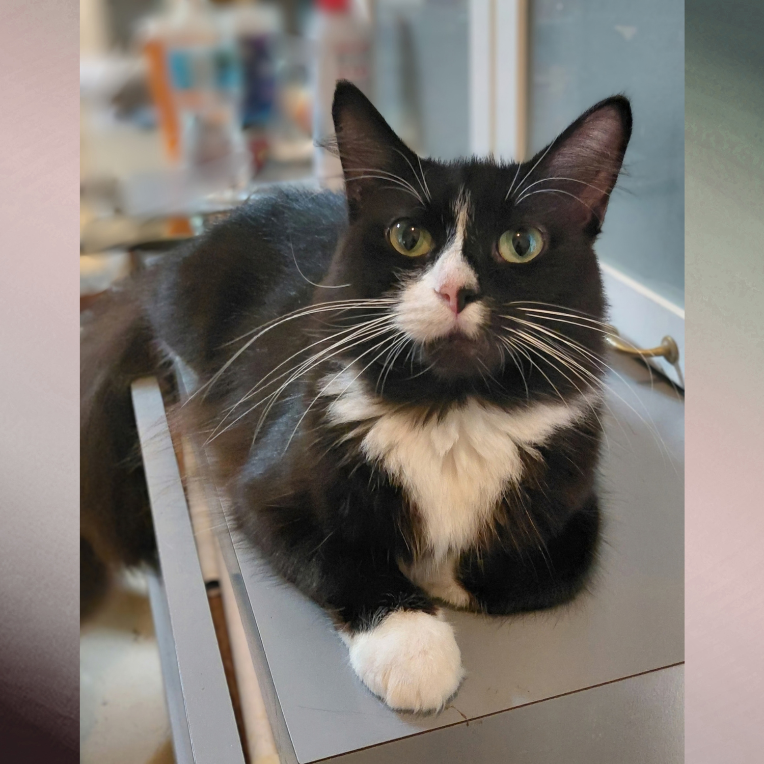 Shadow, Domestic Long Hair