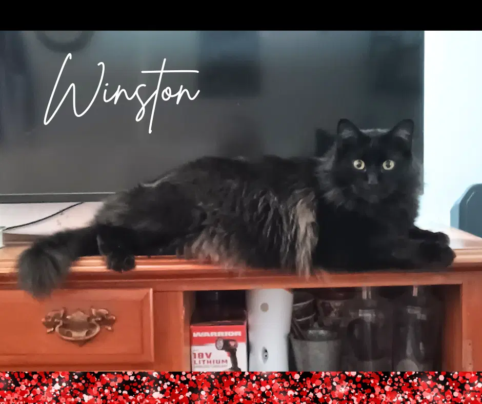 Winston image 3