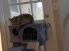 Winston - Photo 4