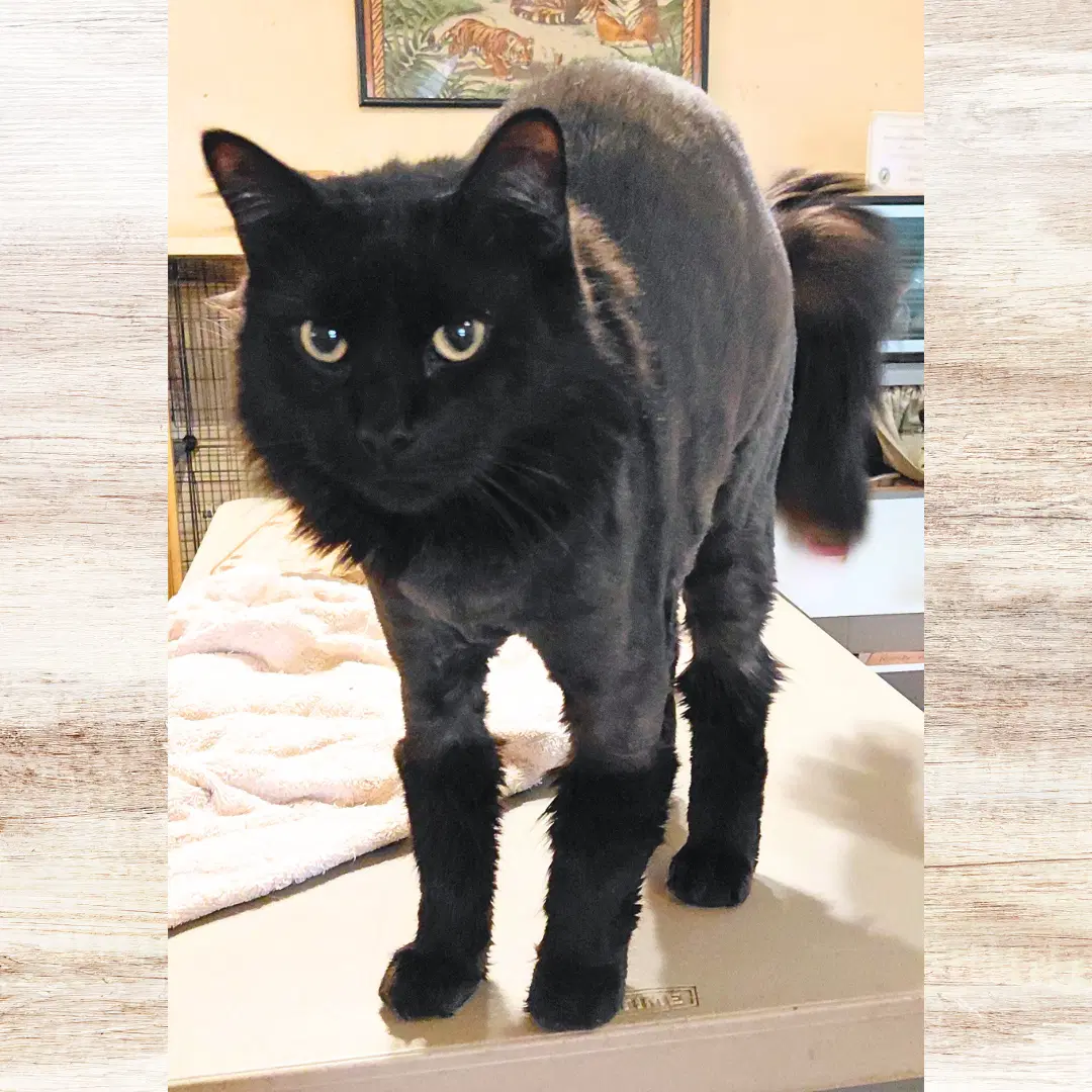 Winston - Domestic Long Hair