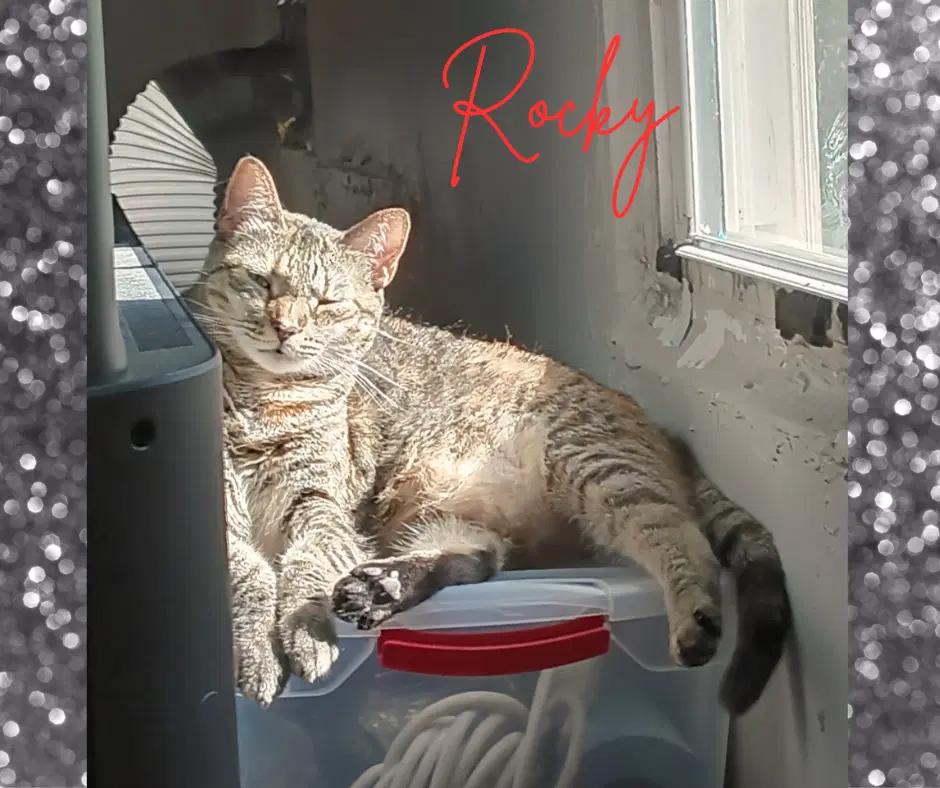 Roxi image 3