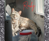 Roxi - Photo 2
