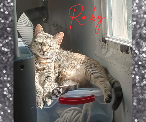 ROXI - Torbie available for adoption