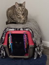Roxi - Photo 4