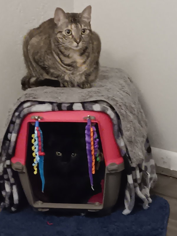 Roxi
