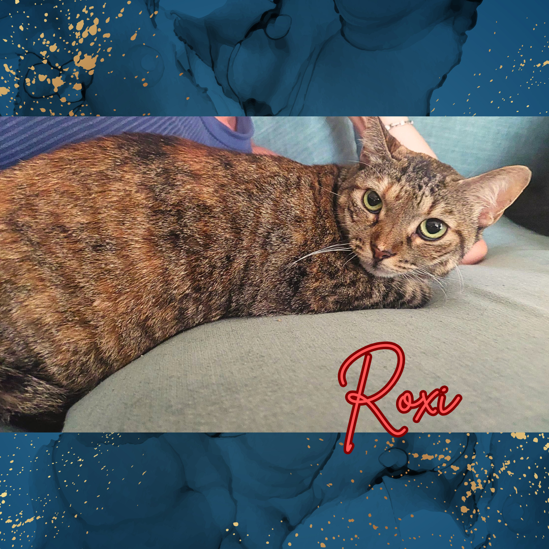 adoptable Cat in Orange City, FL named Roxi (w/Winston)