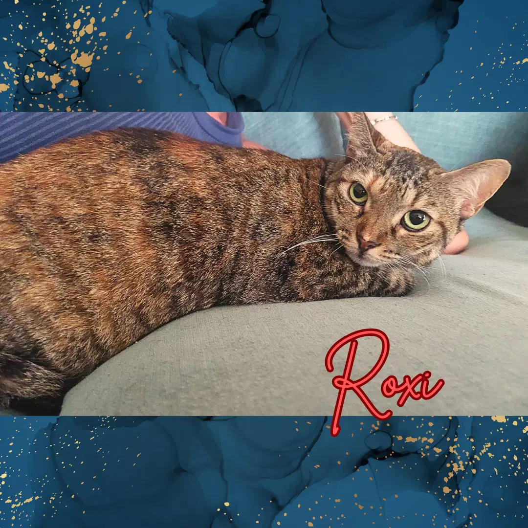 Roxi image 2