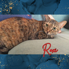 adoptable Cat in  named Roxi (w/Winston)