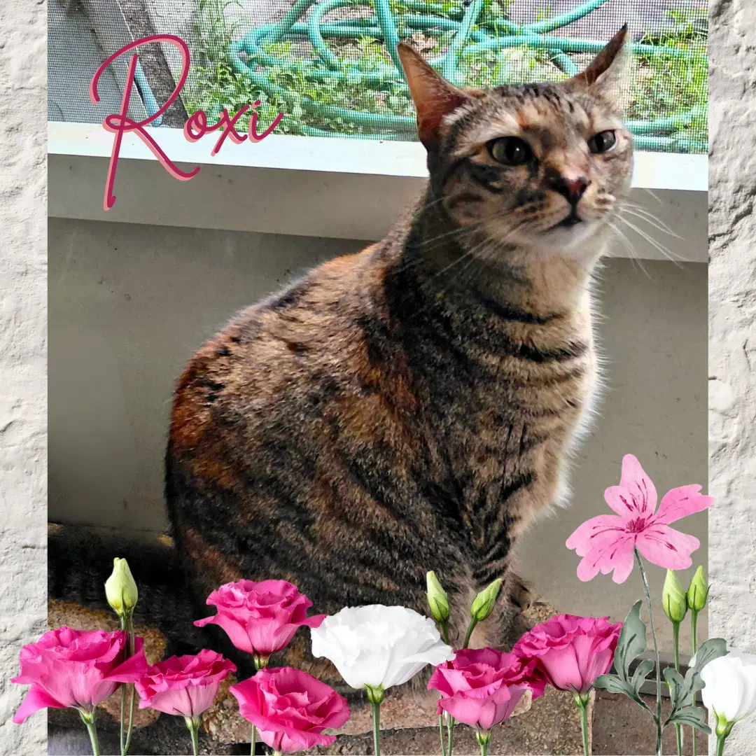 Roxi - Torbie