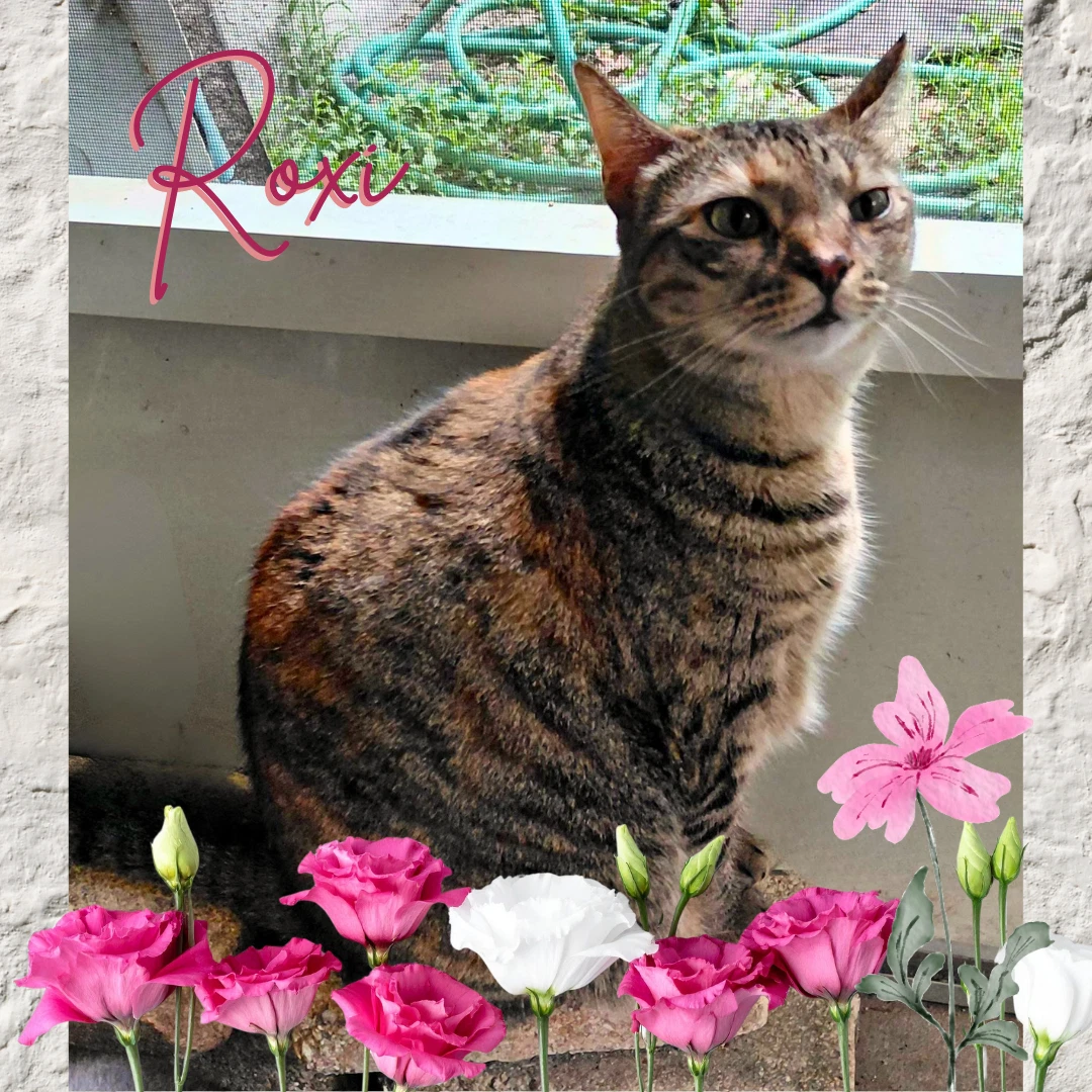 Roxi