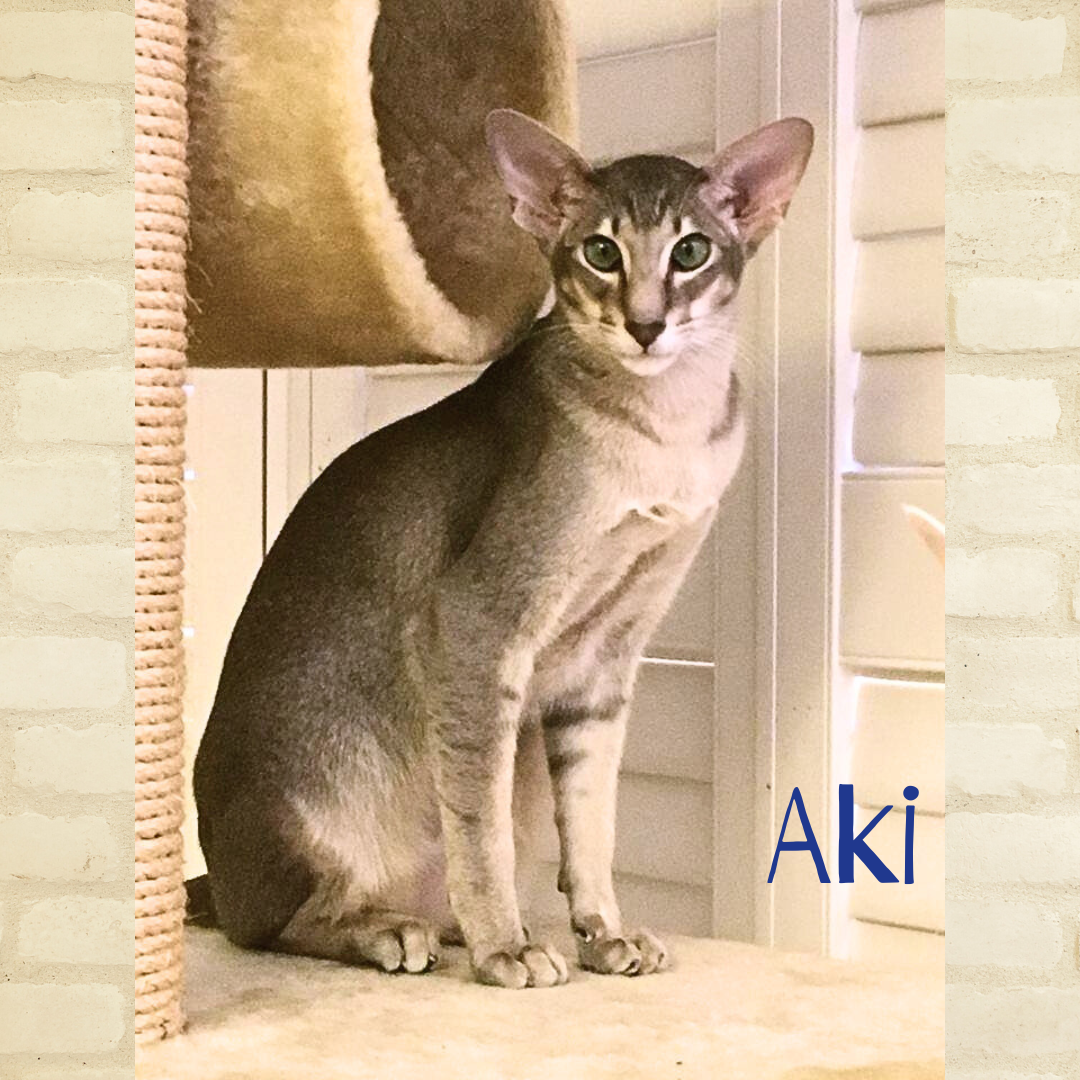 adoptable Cat in Orange City, FL named Aki (w/Poe)
