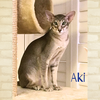 adoptable Cat in orange city, FL named Aki (w/Poe)