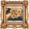 adoptable Cat in  named Gemma (w/Jackson)