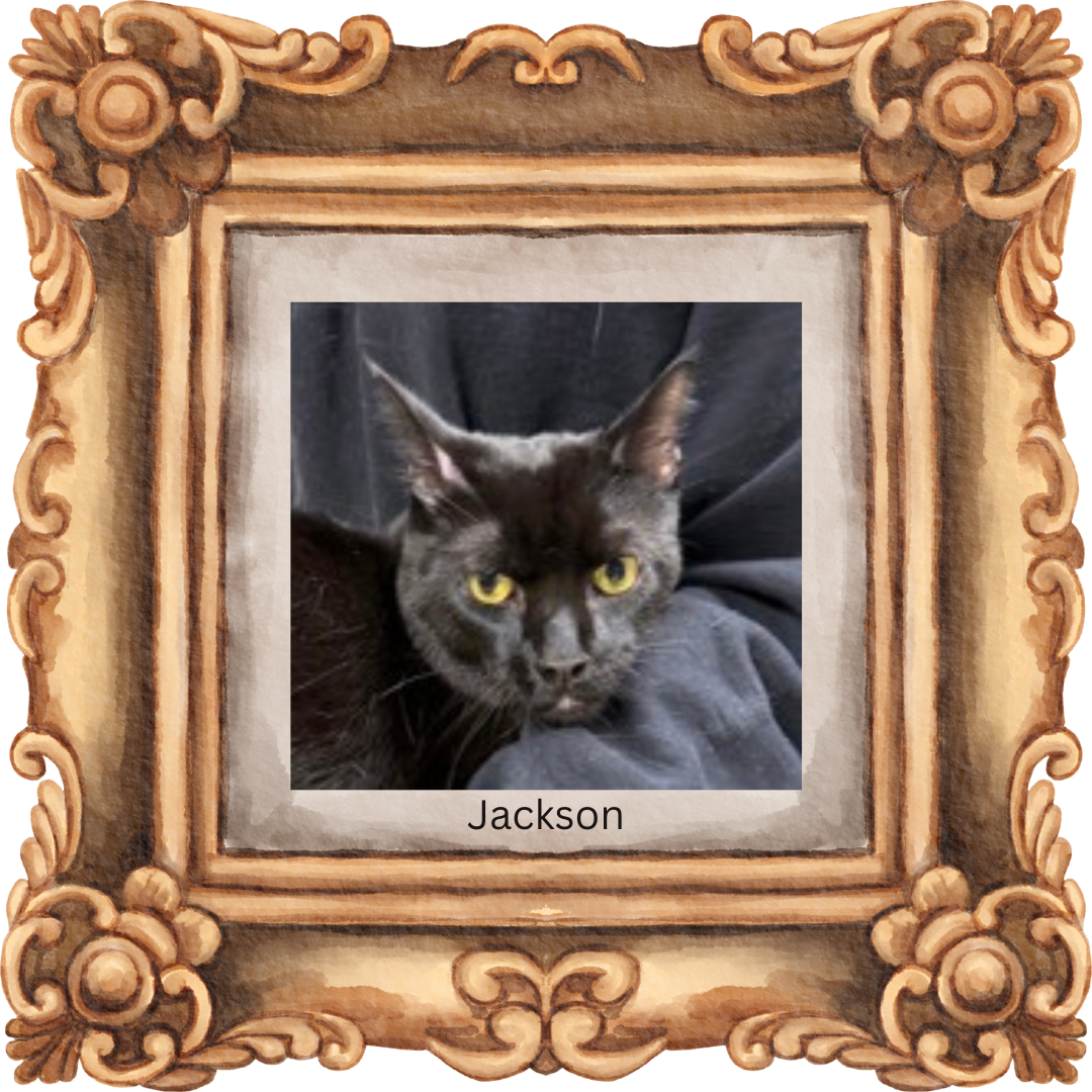 adoptable Cat in Orange City, FL named Jackson (w/Gemma)
