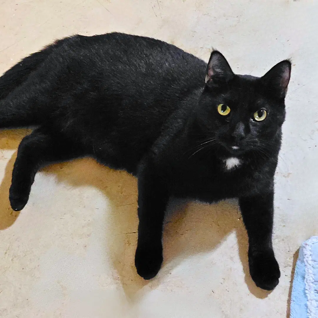 Jackson Wgemma - Domestic Short Hair