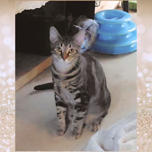 FRANCHESCA - Tabby available for adoption