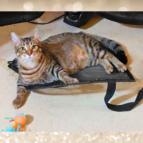 BRITTANI - Tiger available for adoption