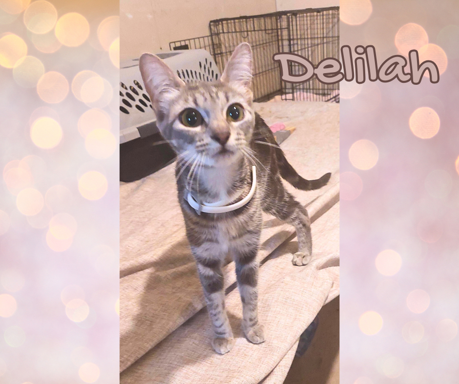 Delilah Image
