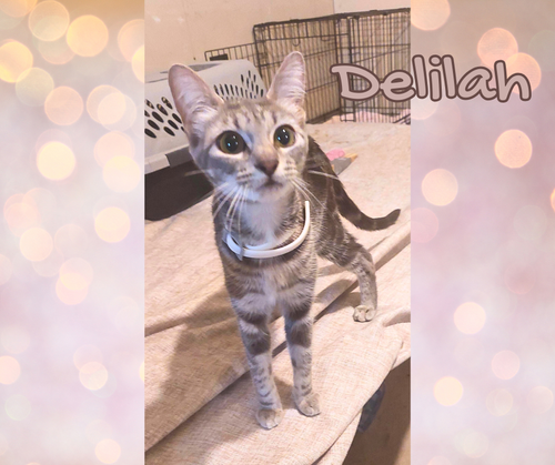 picture of the cat needing adoption