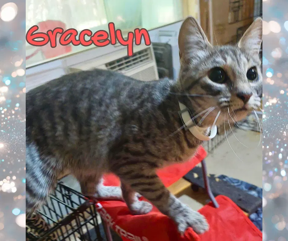 Gracelyn image 3