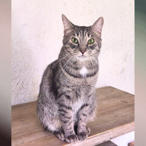 Gracelyn, Tabby