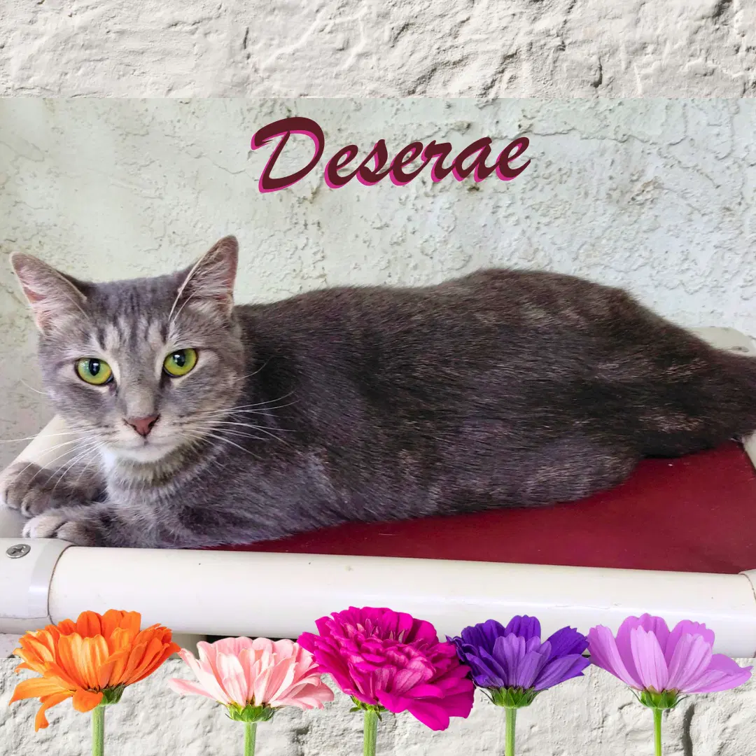 Deserae - Tabby