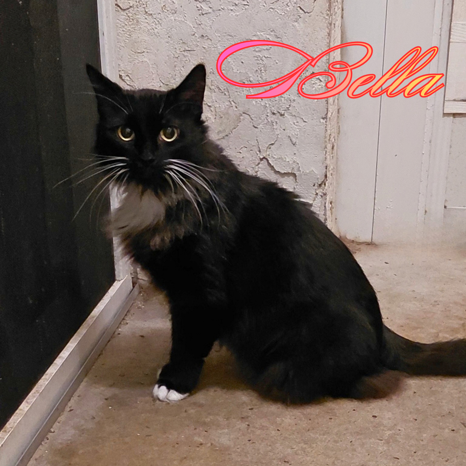 Bella, Domestic Long Hair