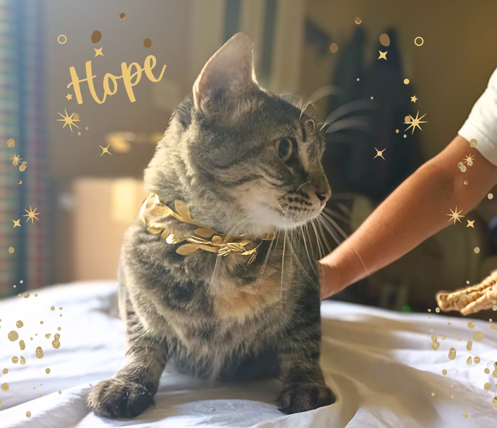 adoptable Cat in Orange City, FL named Hope