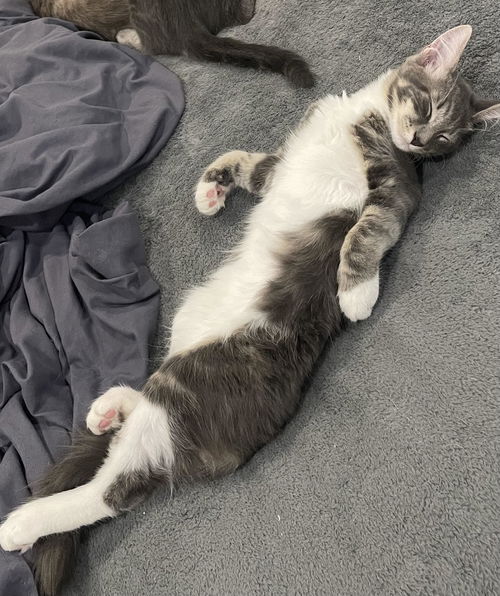 picture of the cat needing adoption