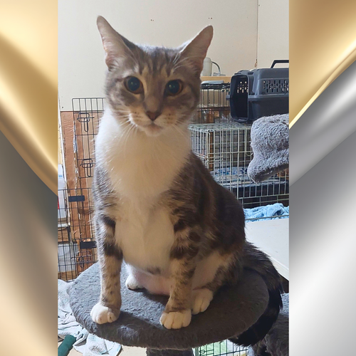LOLA - Tabby available for adoption