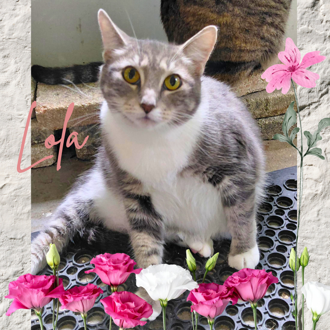 Lola