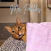 adoptable Cat in Orange City, FL named Mr. Pebbles
