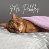 Mr. Pebbles - Photo 2