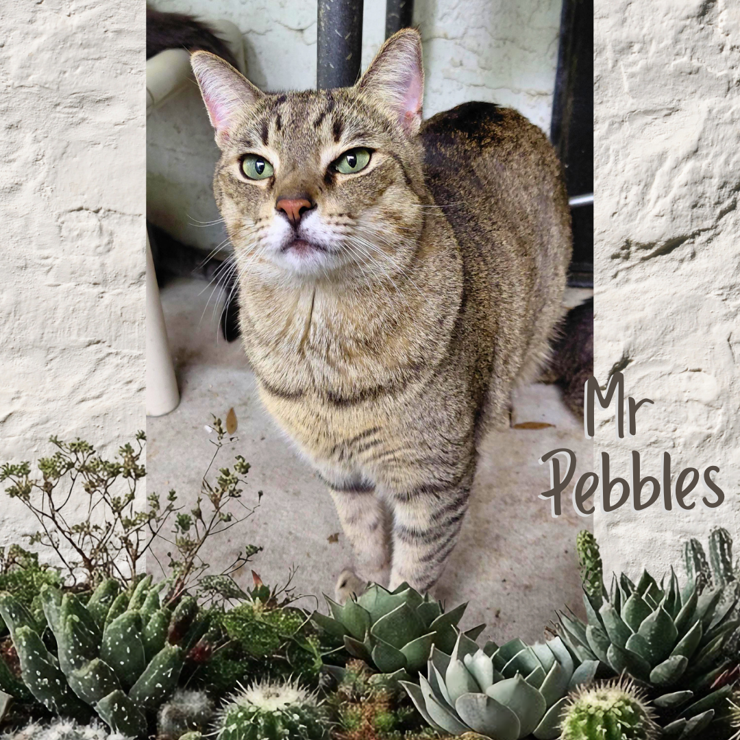 Mr. Pebbles