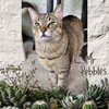 Mr. Pebbles - Photo 1