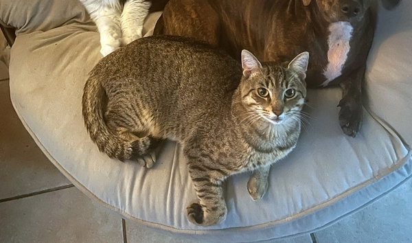 Mr. Pebbles