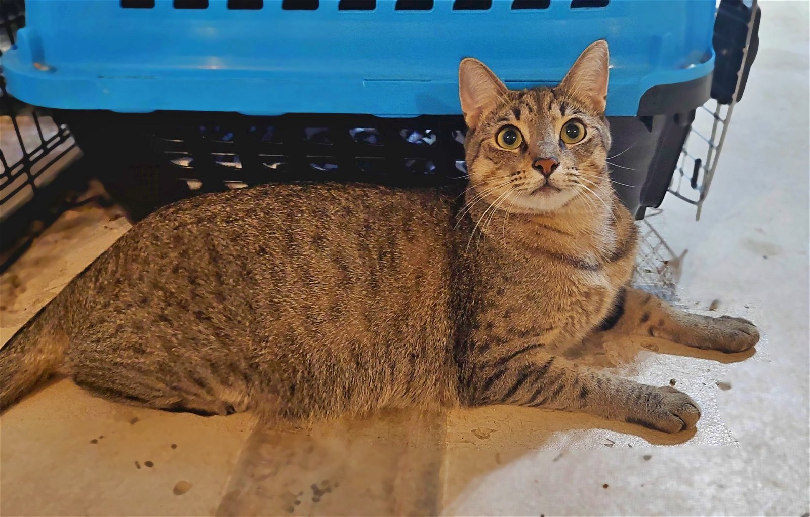 adoptable Cat in Orange City, FL named Mr. Pebbles