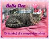 Bella Dee (Declawed)