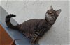 adoptable Cat in orange city, FL named Ivy